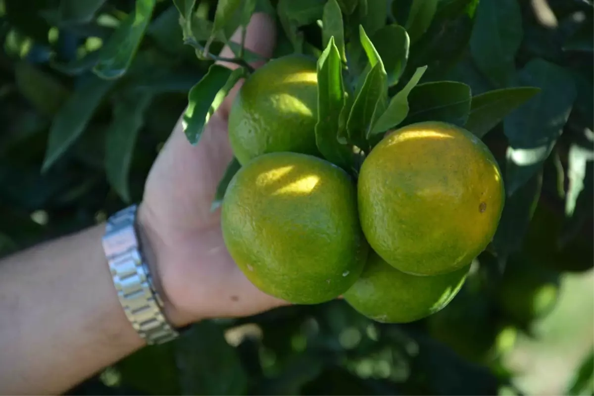 Erkenci Mandalina Tüccardan İlgi Bekliyor