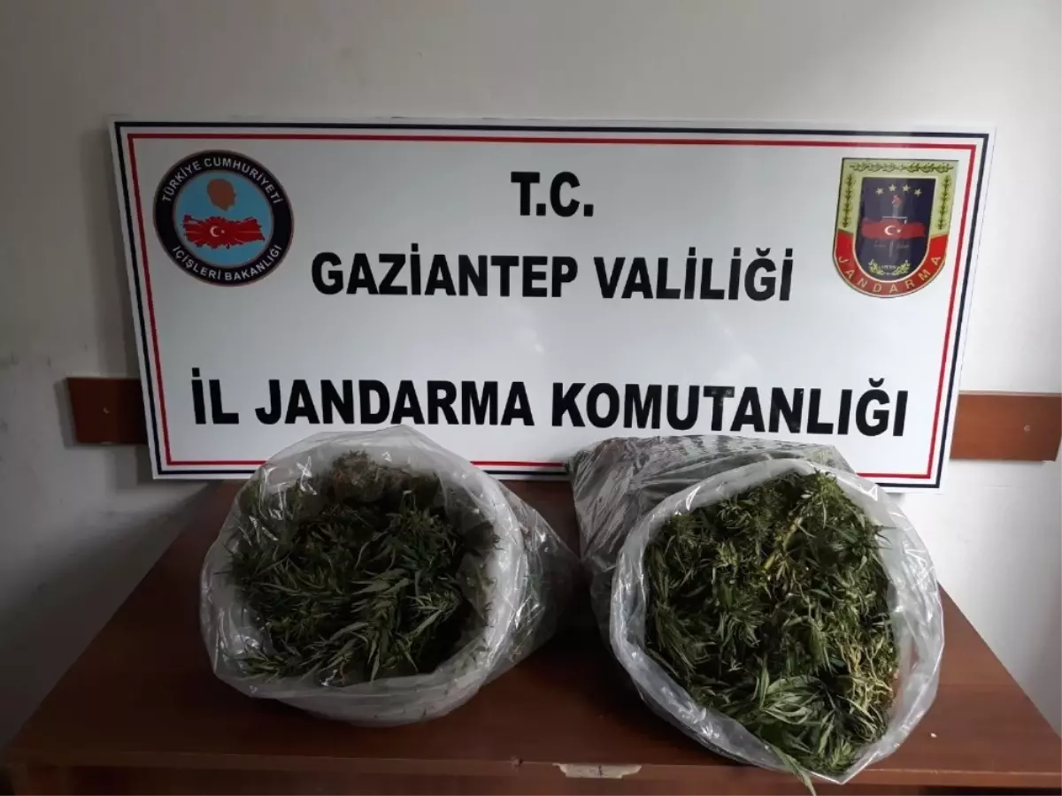 Gaziantep\'te Evin Çatısına Ekili 32 Kök Hint Keneviri Ele Geçirildi