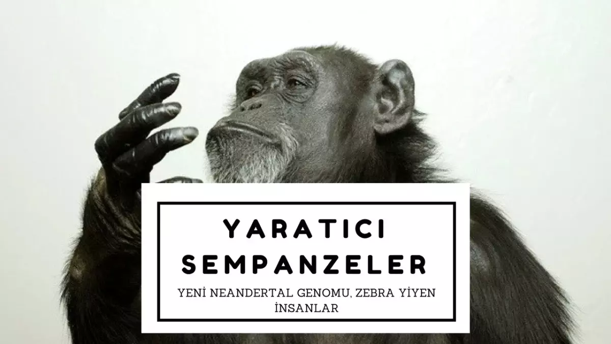 Yeni Neandertal Genomu, Zebra Yiyen İnsanlar, Yaratıcı Şempanzeler