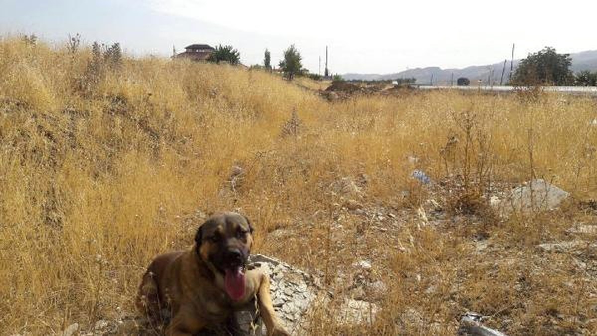 Besni\'de, Tüfekle Köpeği Yaralayan Kişiye 5 Bin Lira Ceza