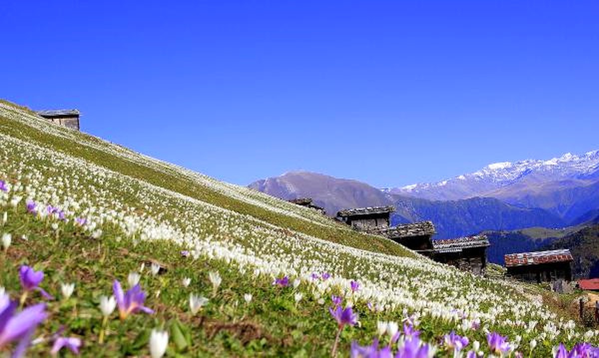 Doğu Karadeniz \'Vargit\' Çiçekleri ile Beyaza Büründü