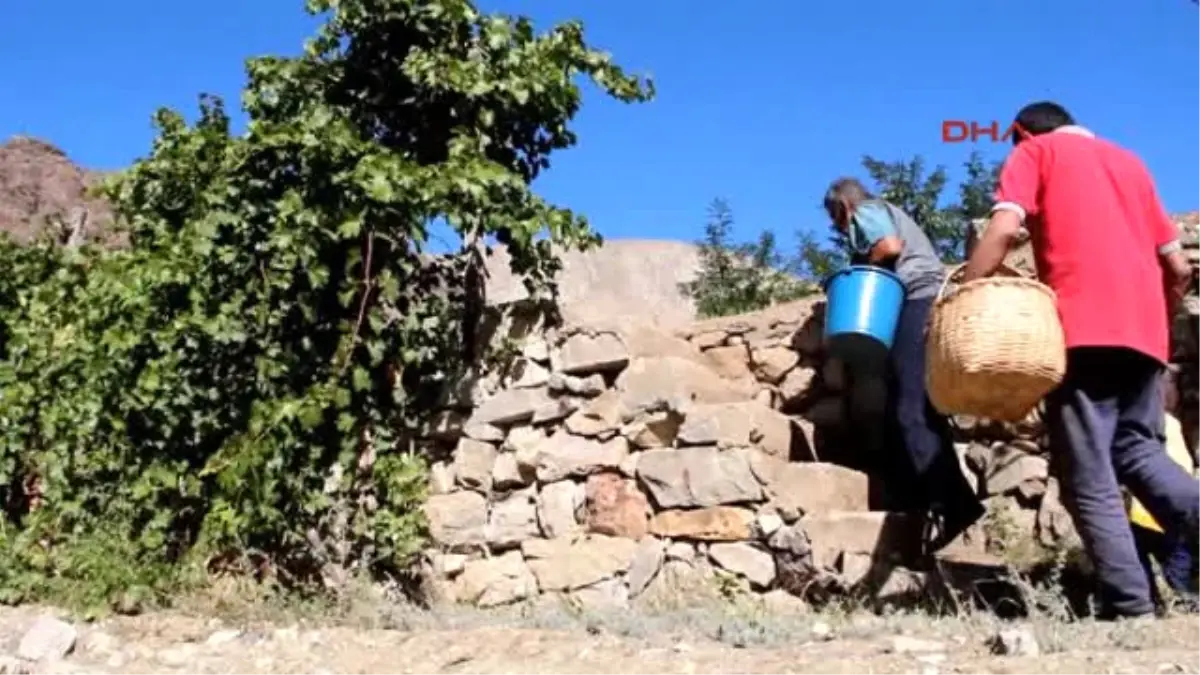 Erzurum Meyveleri Yazın Dalından, Kışın \'Hevenk\'ten Yiyorlar