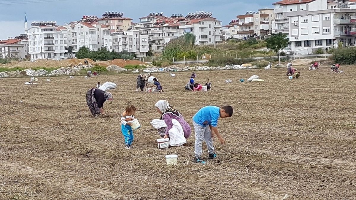 Hasat Sonrası Tarlada Kalan Fıstıklara Akın Ettiler