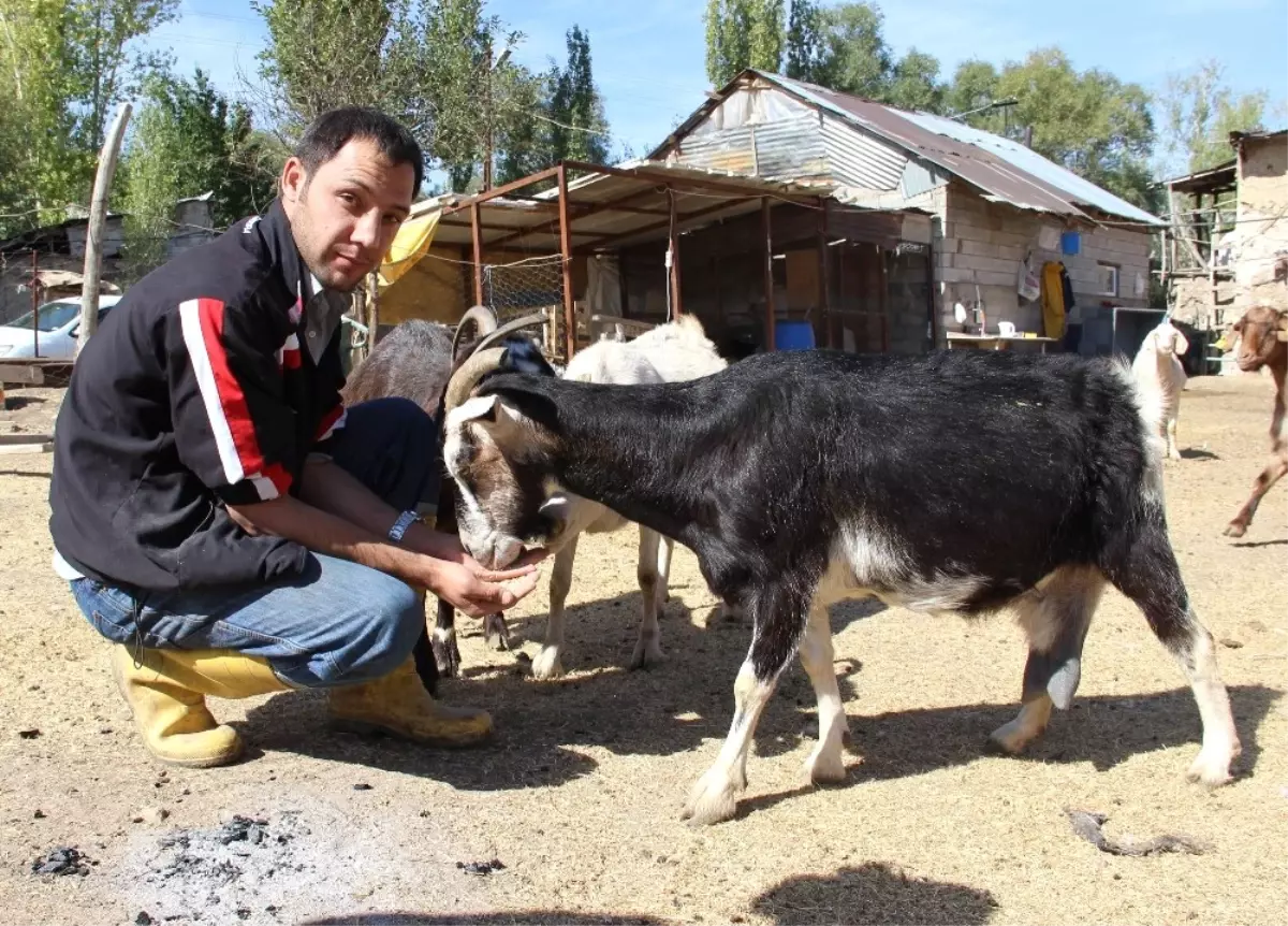 Kabızlık Sorunu Çeken Çocuğu İçin Keçi Beslemeye Başladı