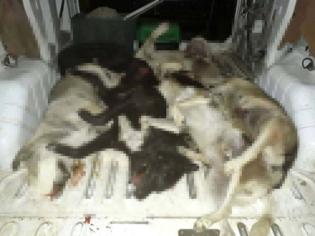 Köpekler Zehirlendi mi ?