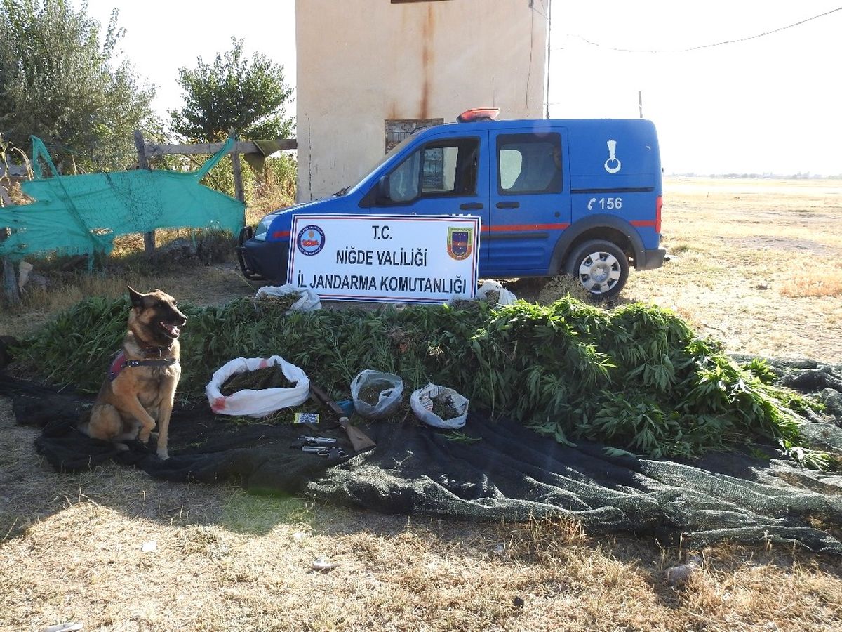 Niğde\'de Zehir Tarlası Ortaya Çıktı