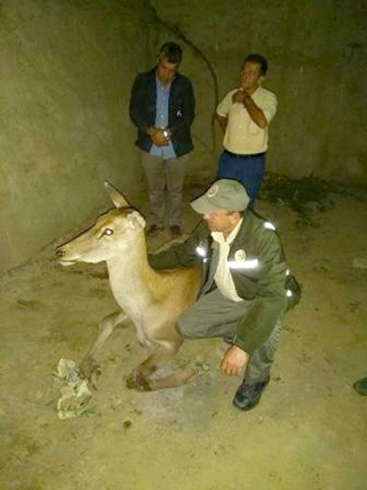 Yaralı Geyik Tedavi Altına Alındı