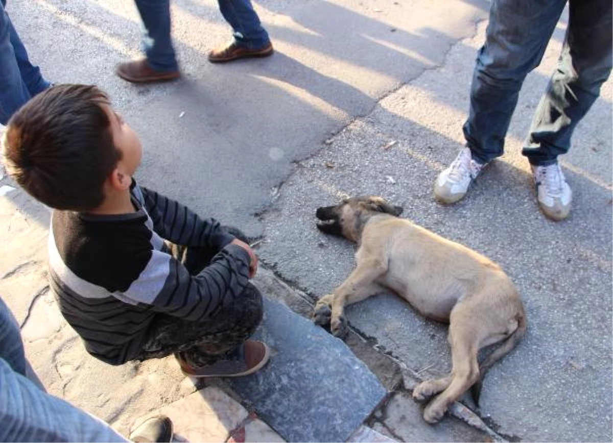 Yaralı Yavru Köpeğin Yardımına Çevredekiler Koştu