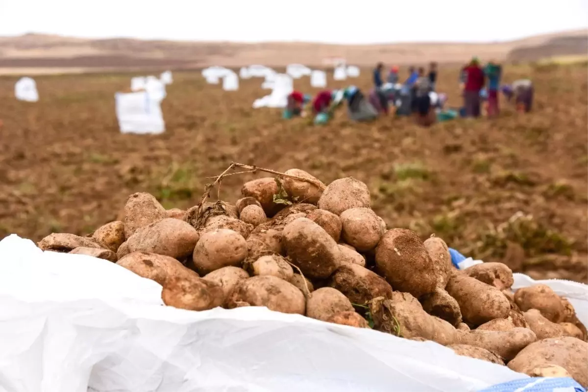 Ahlat\'ta Patates Hasadı