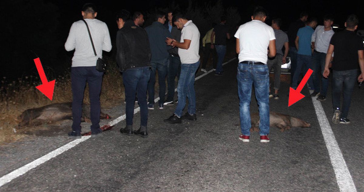 Kazaya Neden Olan Domuzlar, Köylüleri İsyan Ettirdi: Vurana Ödül Verilsin
