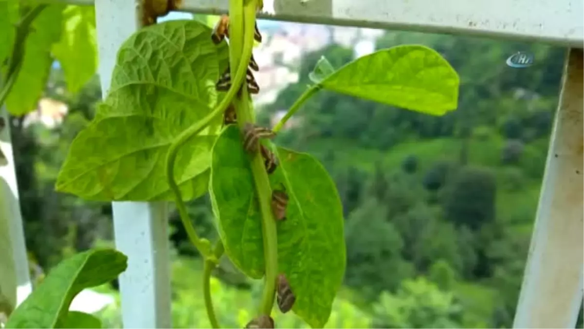 Vampir Kelebek\'le Mücadelede İstenilen Hedefe Ulaşılamadı