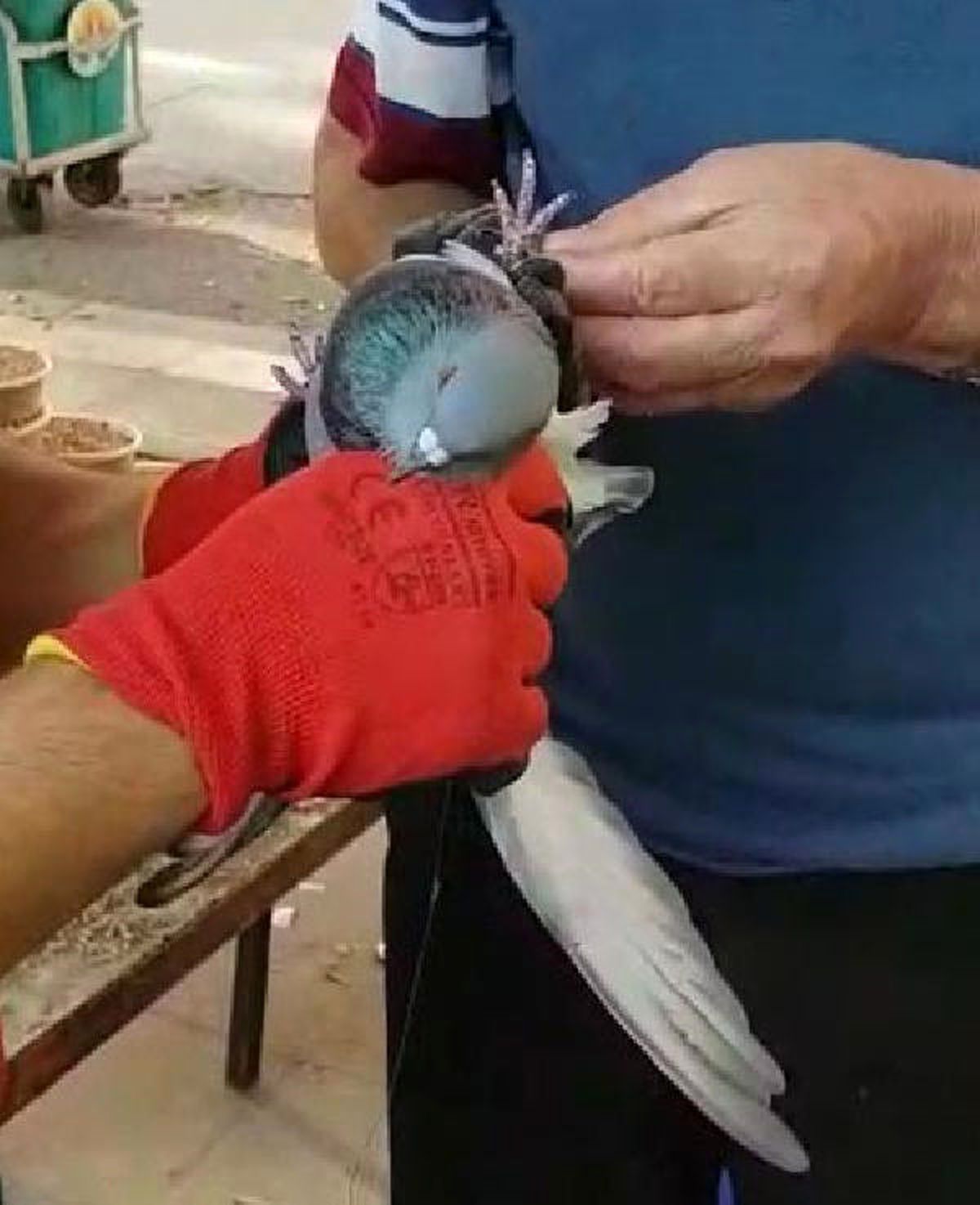 Ağaçta İpe Takılan Güvencini İtfaiye Kurtardı