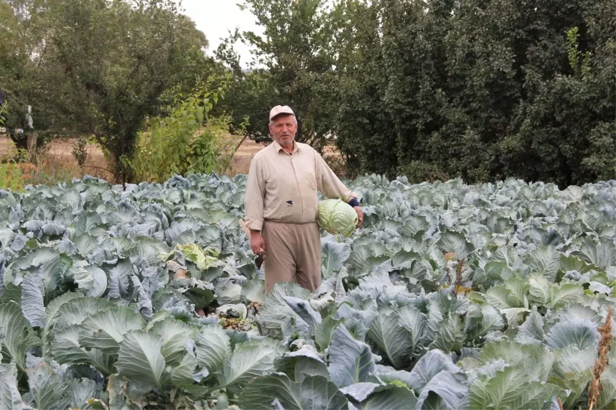 Bir Asırdır Aynı Tohumla Lahana Ekiyor