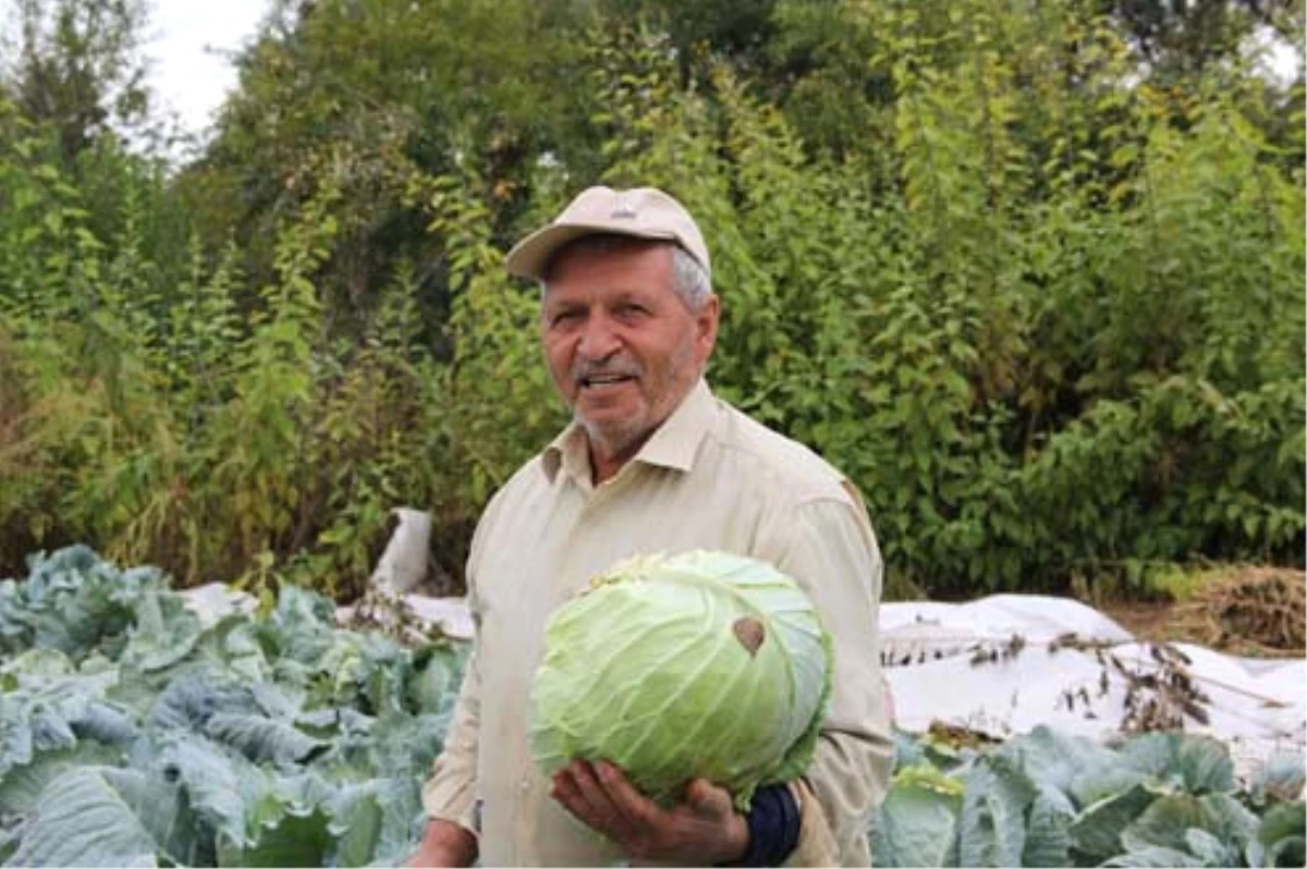 Bir Asırdır Aynı Tohumla Lahana Ekiyor