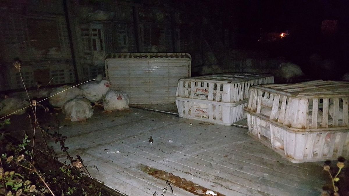 Boludağı\'nda Tavuk Yüklü Kamyon Devrildi