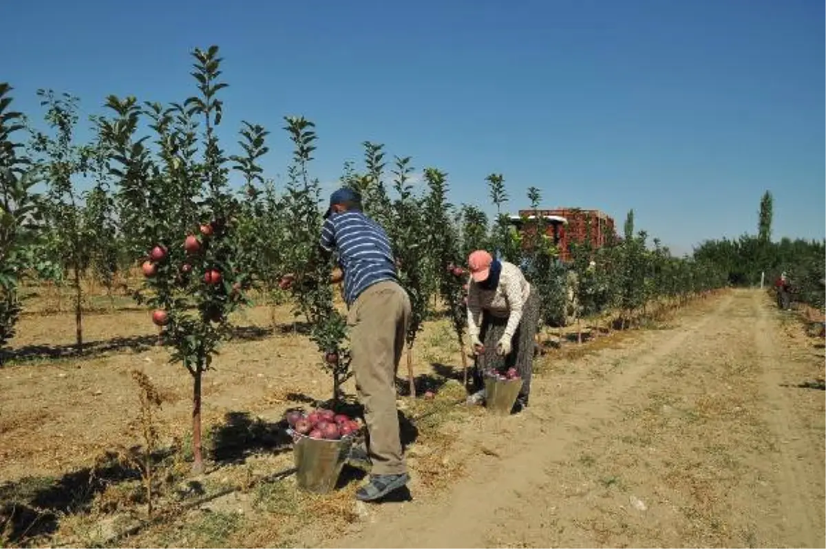 Elma Deposu Niğde\'de Hasat Başladı