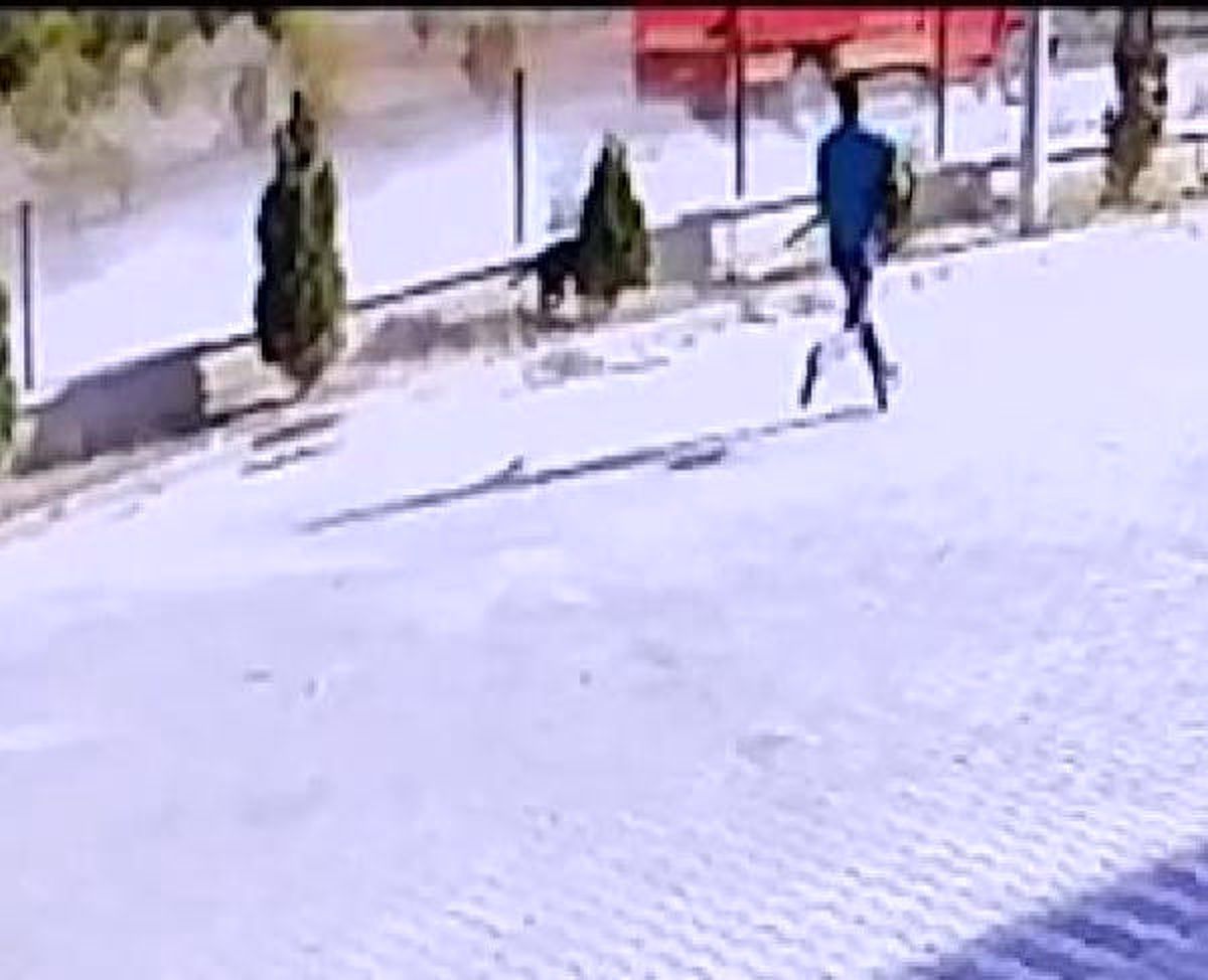 Güvercinlerini Yediğini Öne Sürdüğü Köpeği Av Tüfeğiyle Yaraladı