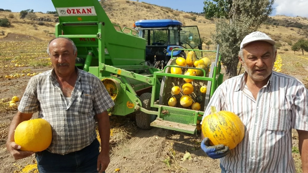 Kabak Çekirdeği Sektöründe Kayseri Şeker Farkı Üreticilerin Yüzünü Güldürdü