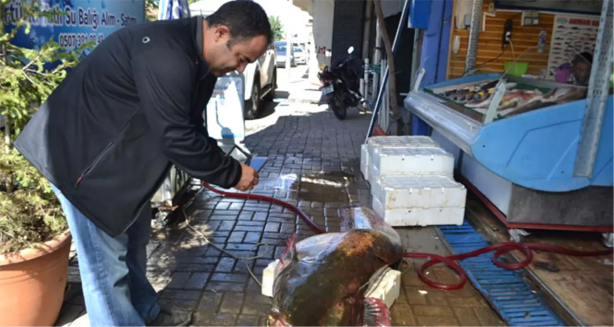 Manisalı Balıkçılar Baraj Gölünde 2,5 Metrelik Yayın Balığı Yakaladı