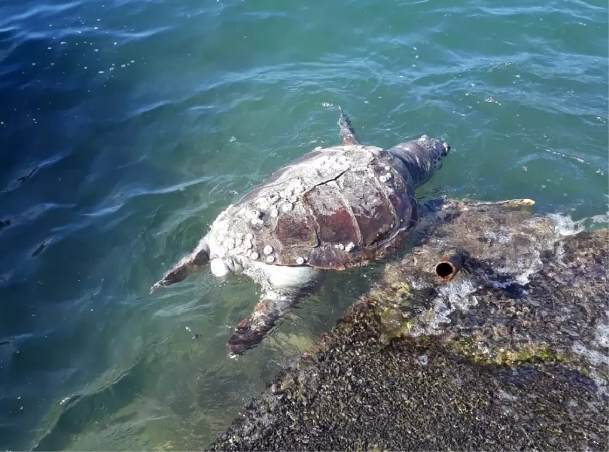 Milas\'ta Bir Caretta Caretta Ölüsü Daha Kıyıya Vurdu