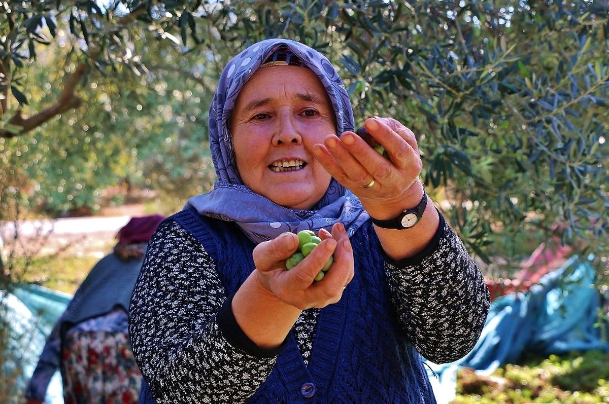 Zeytin Verimi Üreticiyi Sevindirdi