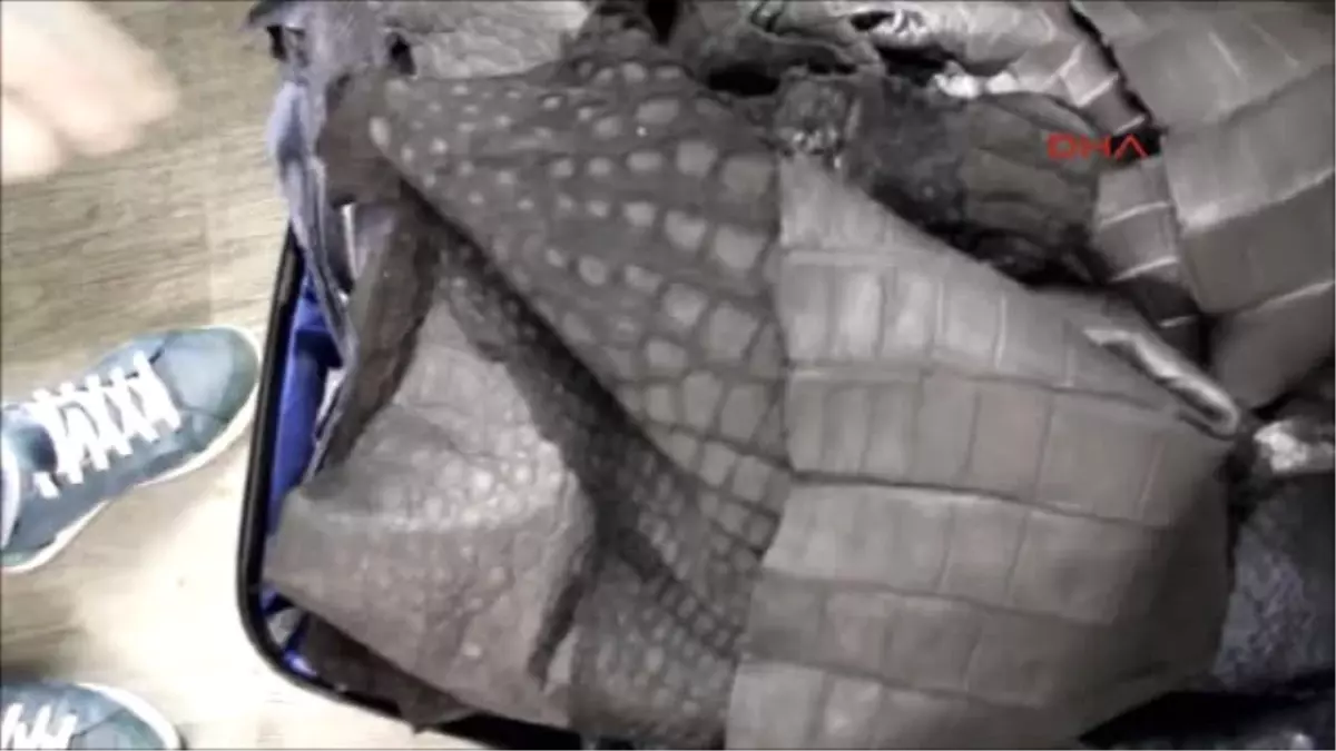 Atatürk Havalimanı\'nda Yılan ve Timsah Derisi Yakalandı