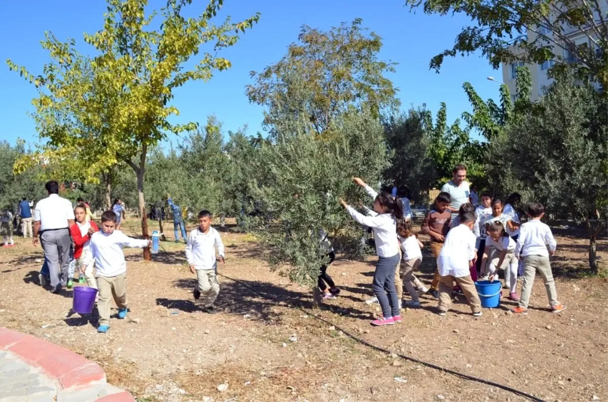 Didimli Öğrenciler Diktikleri Zeytinlerin Ürünlerini Kendileri Topladı