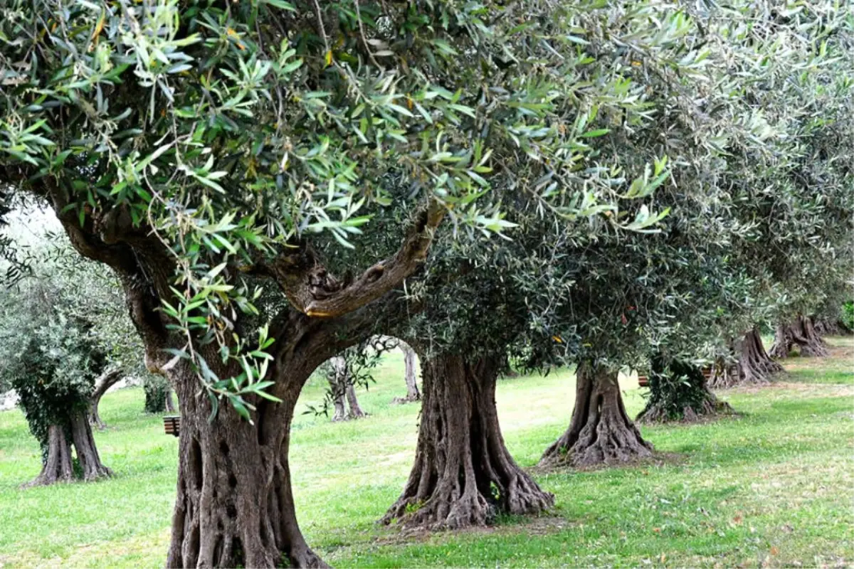 Geleneksel Zeytin ve Zeytinyağı Kültürü İnsanlığın Ortak Mirası