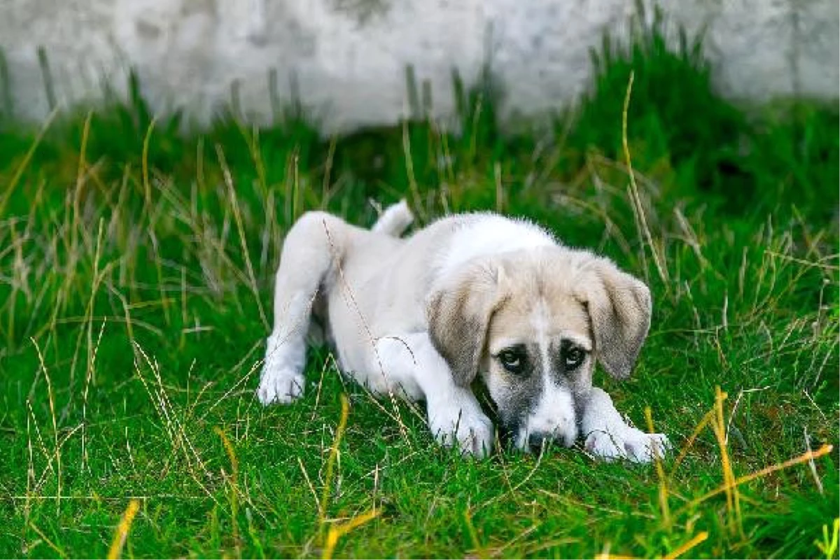 İtalya\'da Hasta Köpeğine Bakmak İsteyene Ücretli İzin Verildi