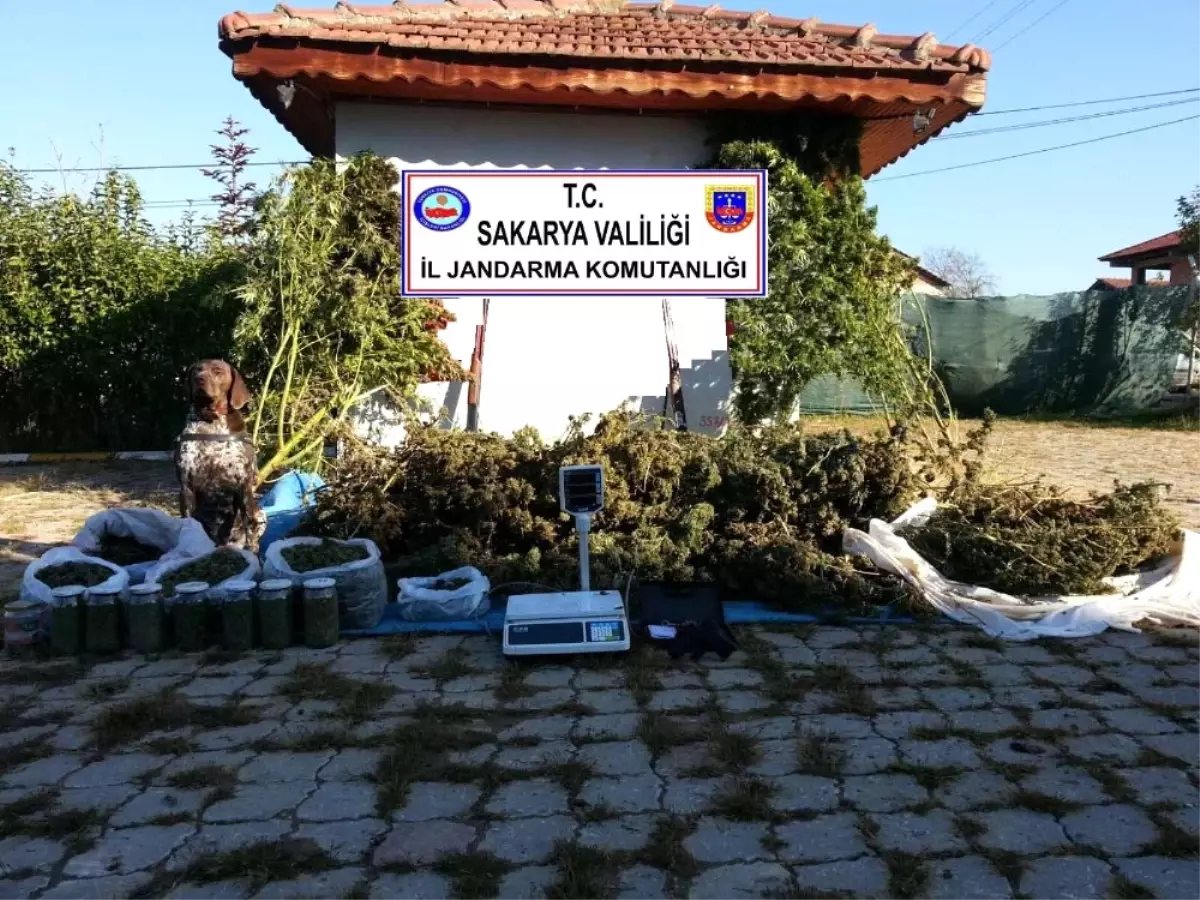 Sakarya\'da 70 Kilogram Kubar Esrar Ele Geçirildi