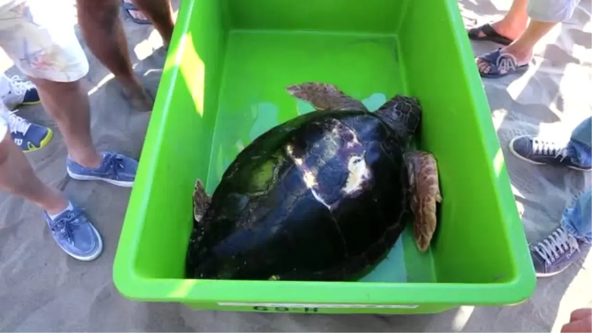 Tedavisi Tamamlanan Caretta Caretta Denize Bırakıldı