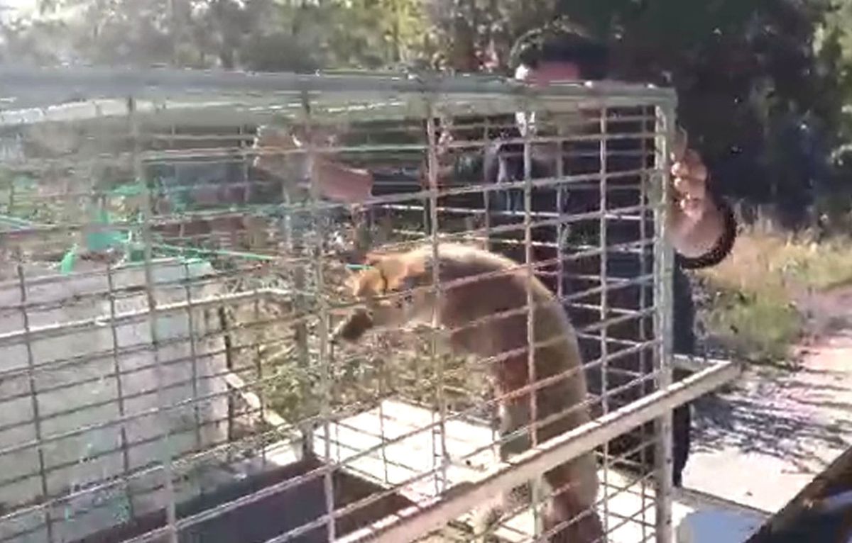 Yaralı Tilkiye Şefkat Eli