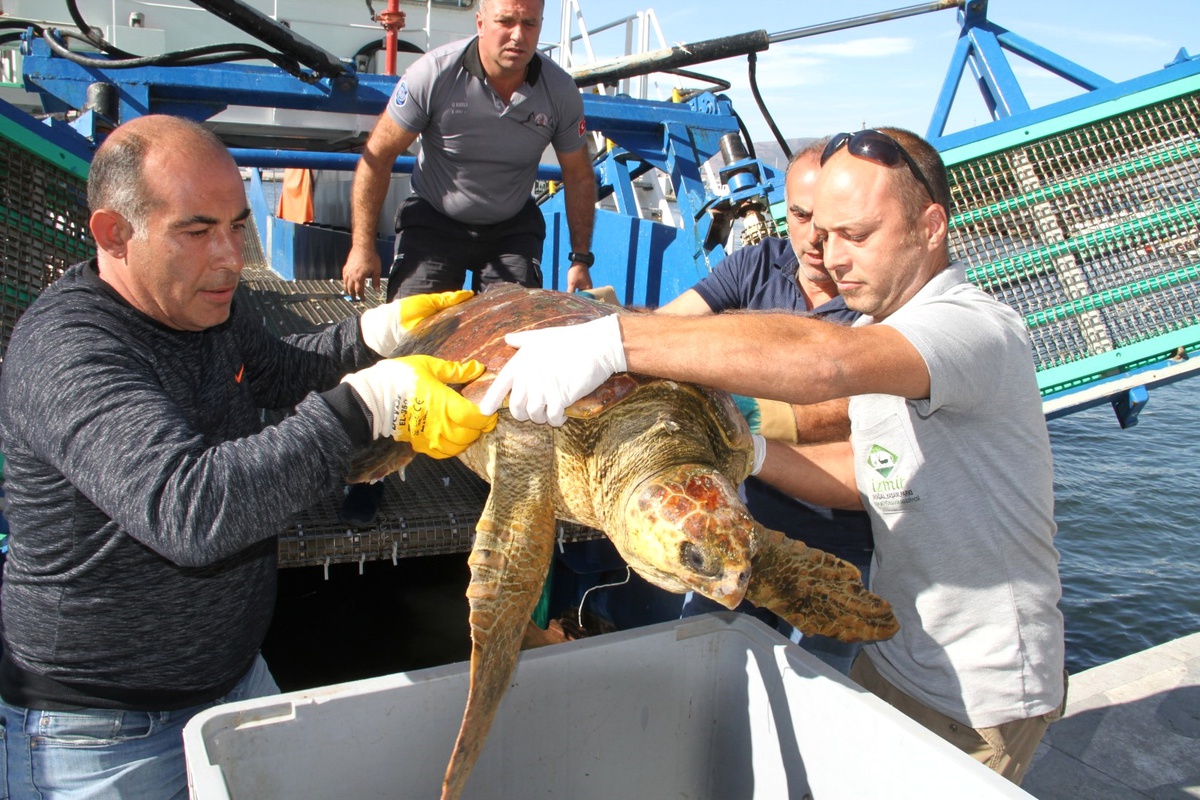 Oltaya Takılan Caretta Caretta Böyle Kurtarıldı