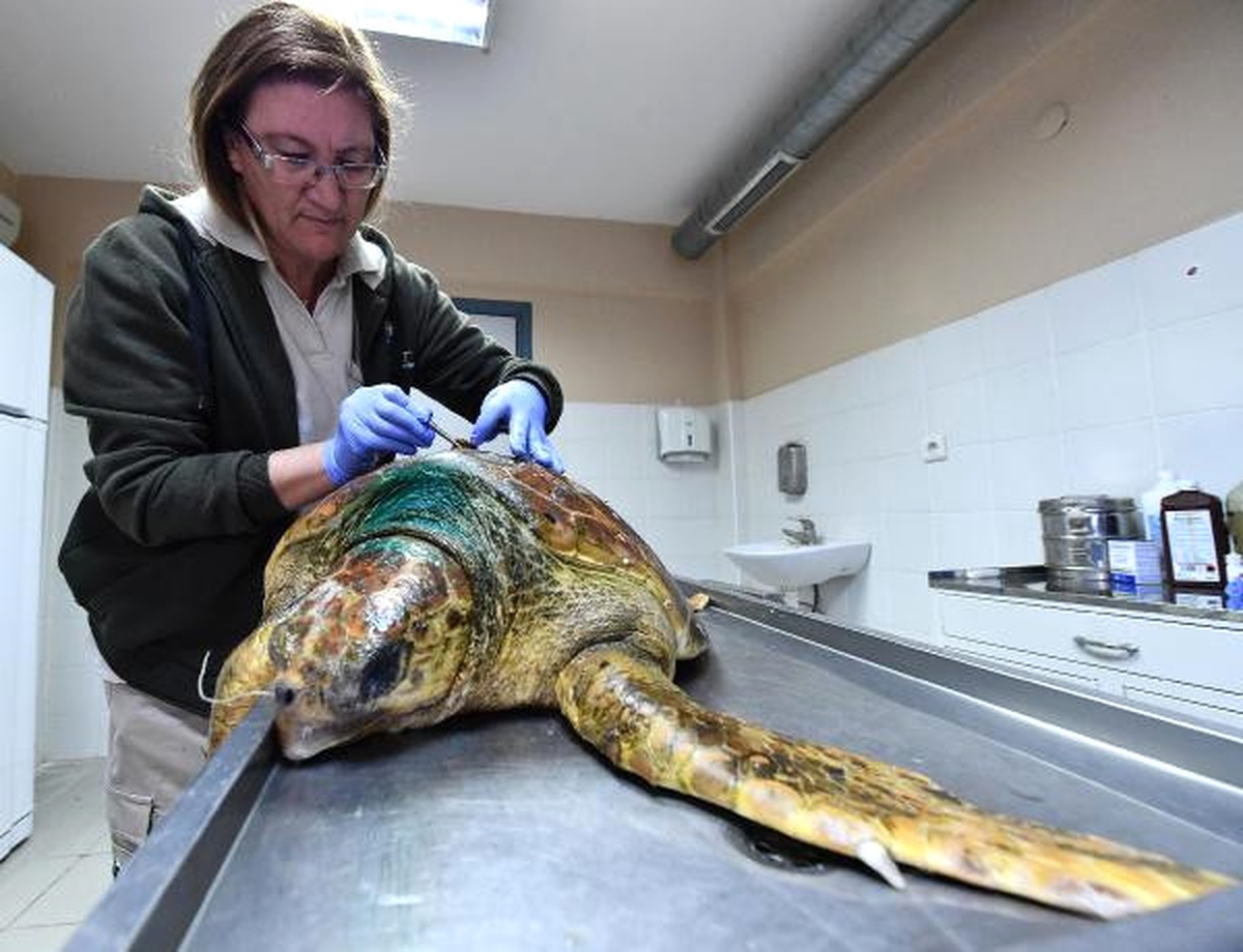 Oltaya Takılan Caretta Caretta Kurtarıldı