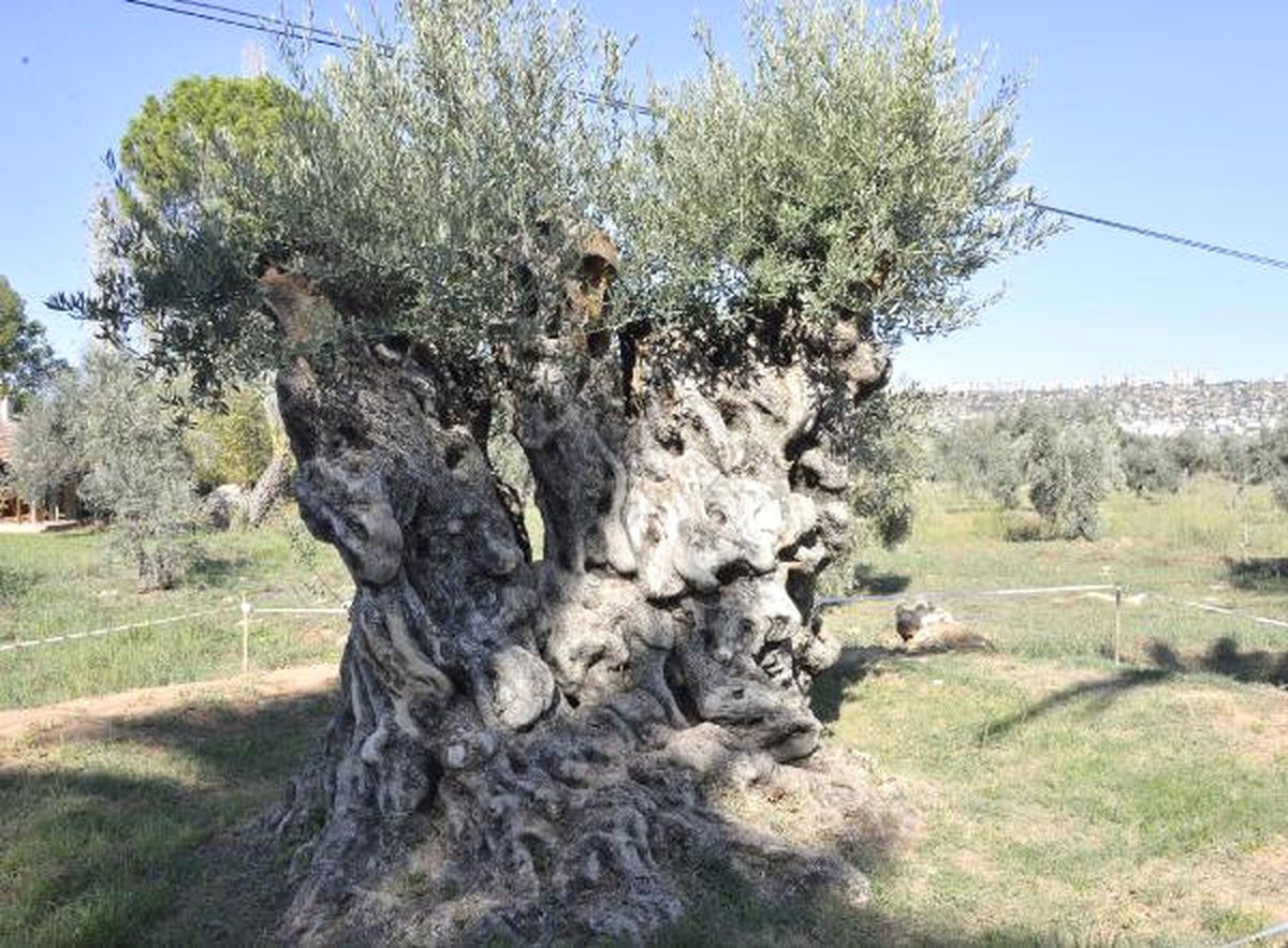 Otoyol İnşaatından Kurtarılan 800 ve 1200 Yıllık İki Ağaç, Zeytin Verdi