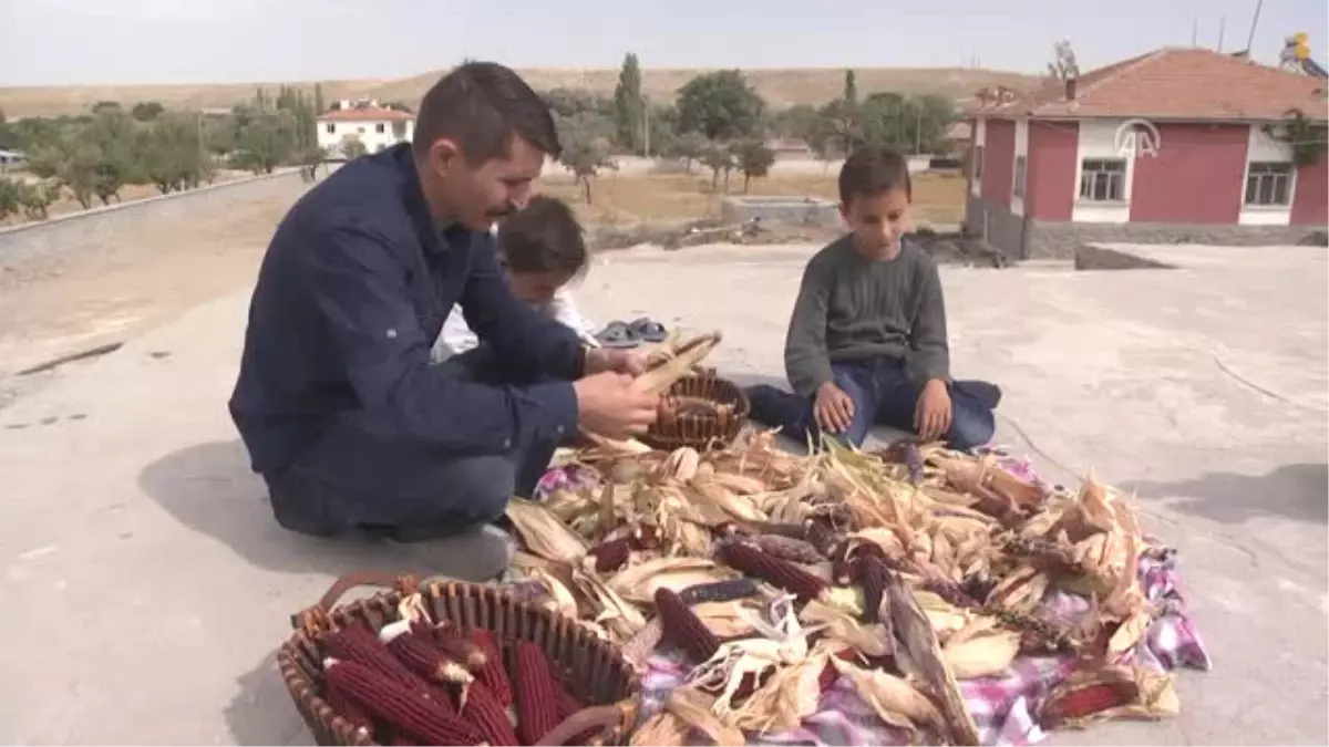 Rengarenk Mısırlar"Da Talep Patlaması