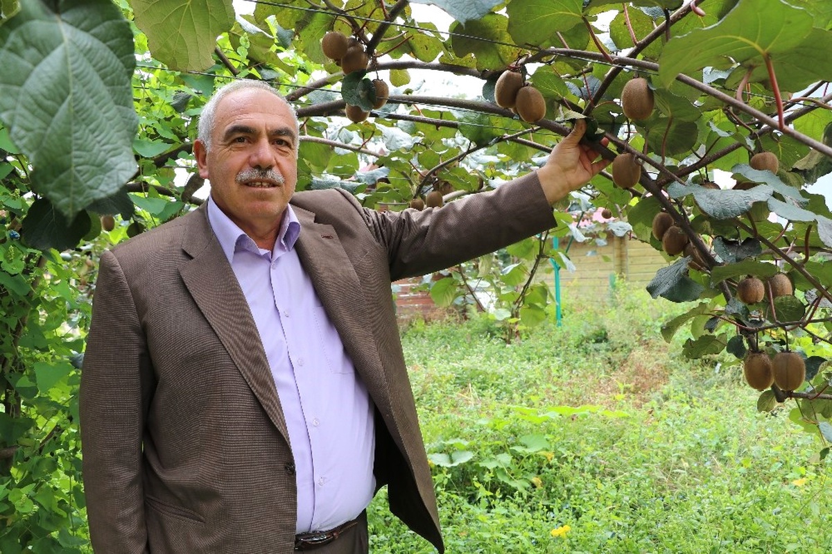 Rize ve Çevresi İçin Kivi Hasat Tarihi 15 Kasım Olarak Belirlendi