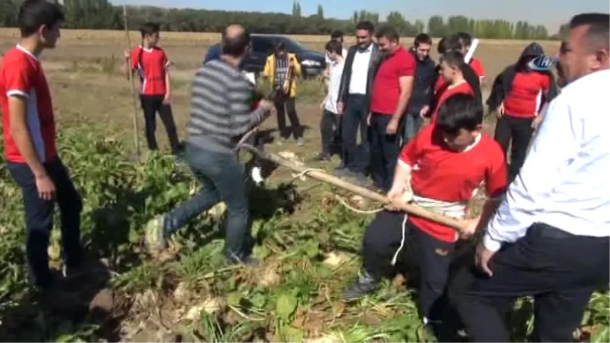 Rizeli Gençler, Elbistan\'da Horon Eşliğinde Pancar Söktü