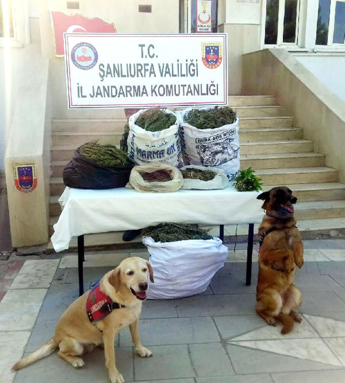Şanlıurfa\'da 827 Kilo Esrar Ele Geçti