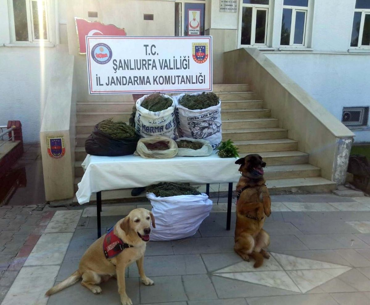 Şanlıurfa\'da Esrar Operasyonu