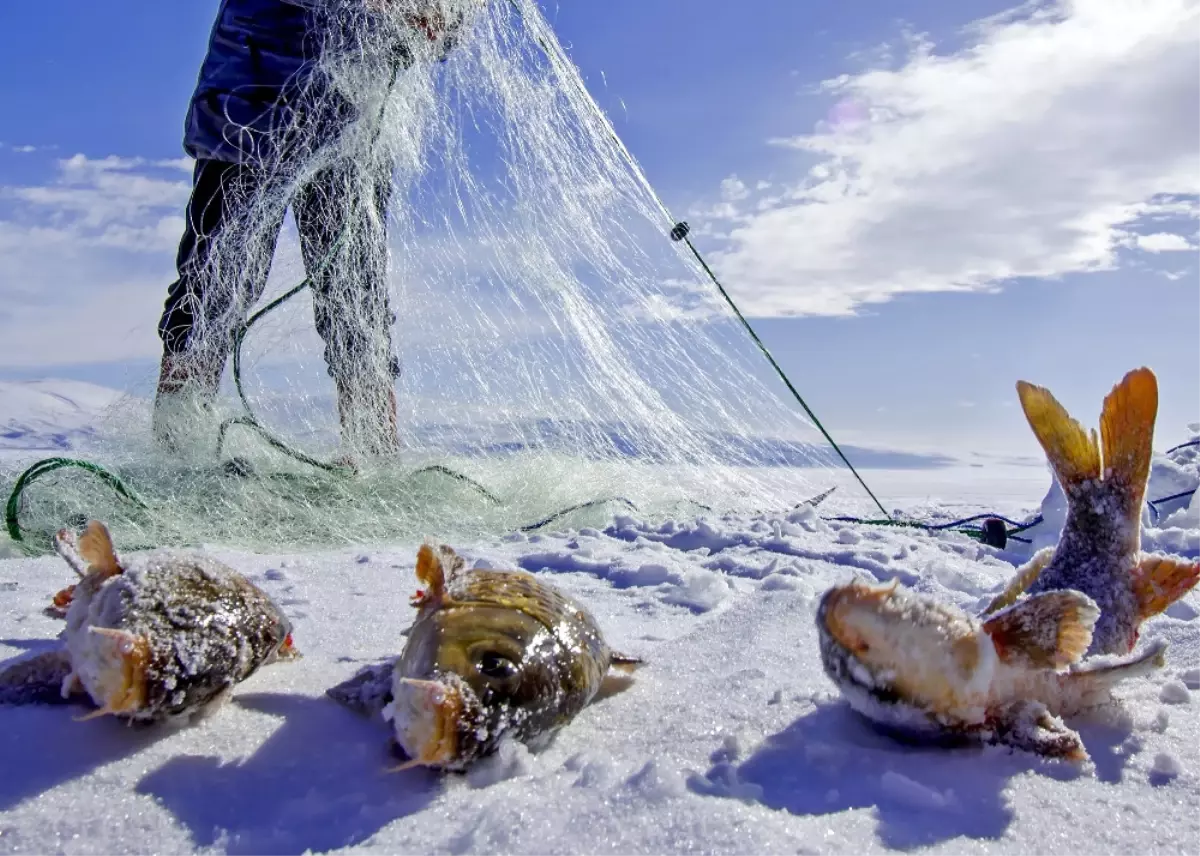 Sarı Sazanlar, \'Sessiz Sedasız\' Yok Oluşun Eşiğinde