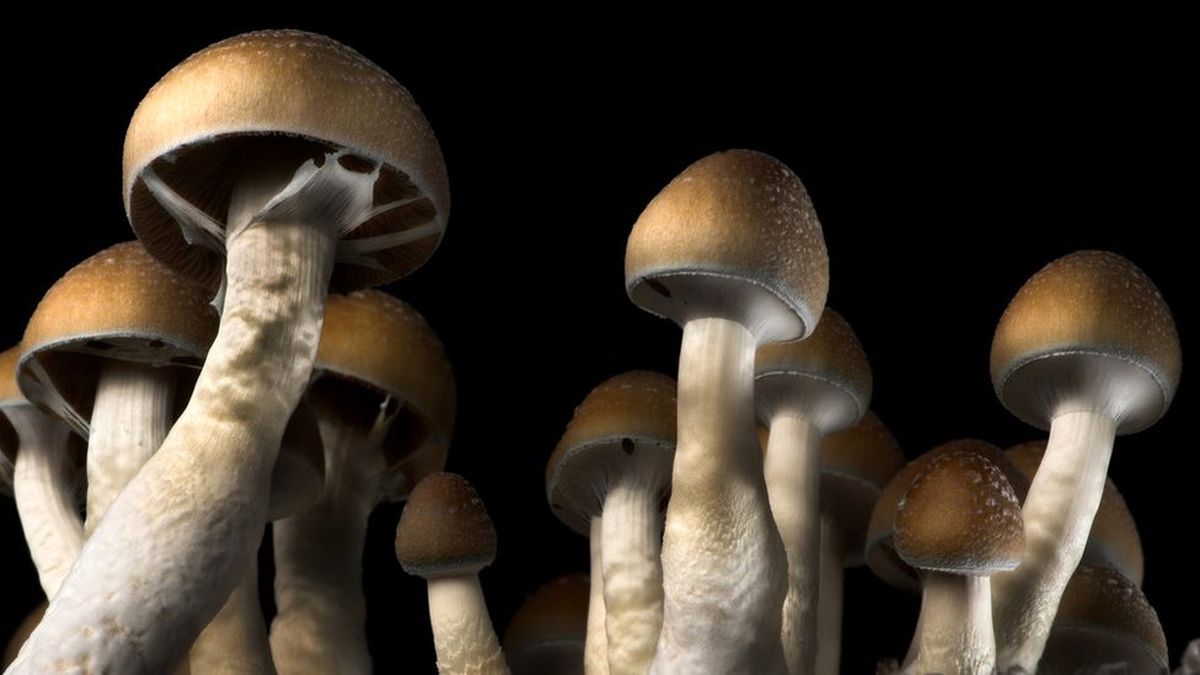 Sihirli Mantarlar Depresyon Tedavisinde Kullanılabilir