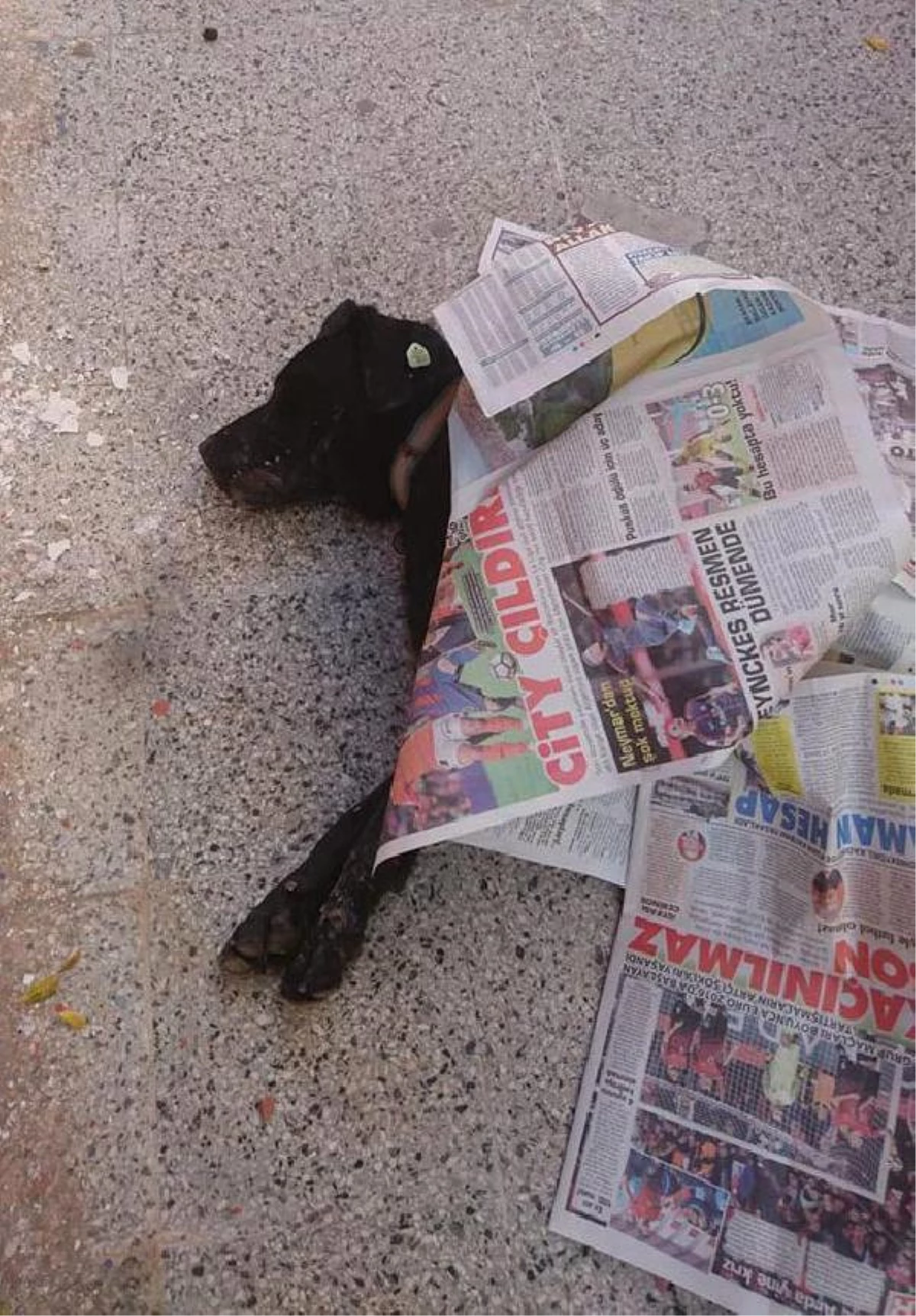 Zehirlenen İki Sokak Köpeği Öldü