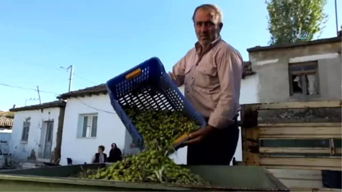 Zeytin Üreticisi Tane Zeytine Prim İstiyor