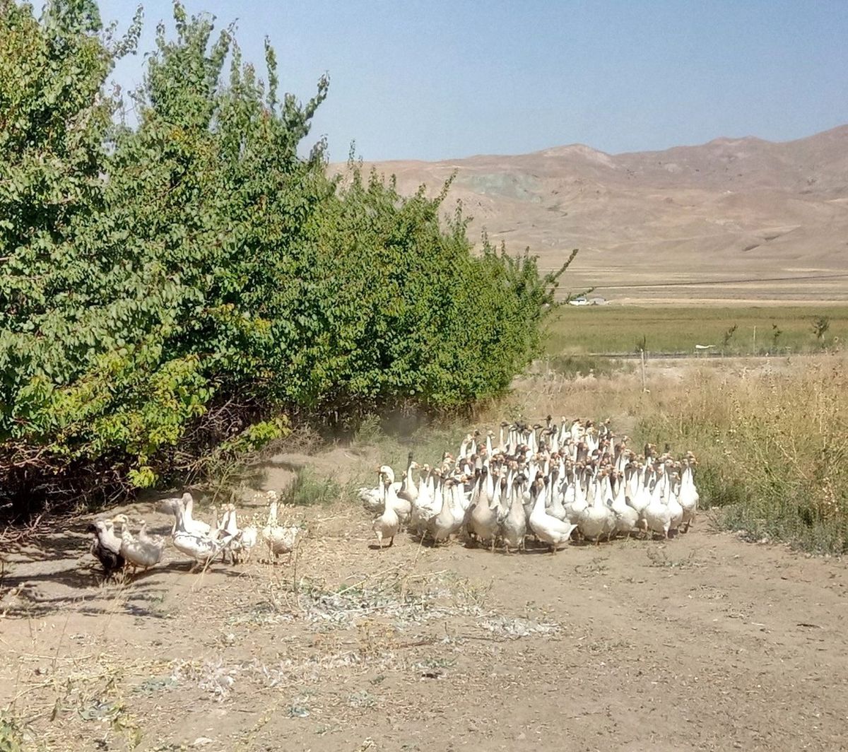 İki Kazla Başladı 400 Kaza Ulaştı