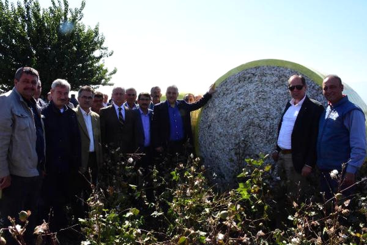 Manisa\'da Pamuk Ekim Alanları 4 Katına Çıktı