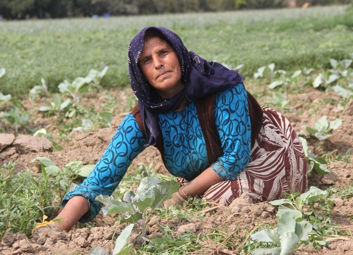 Oğluna Başlık Parası Biriktirmek İçin Tarlada Çalışıyor
