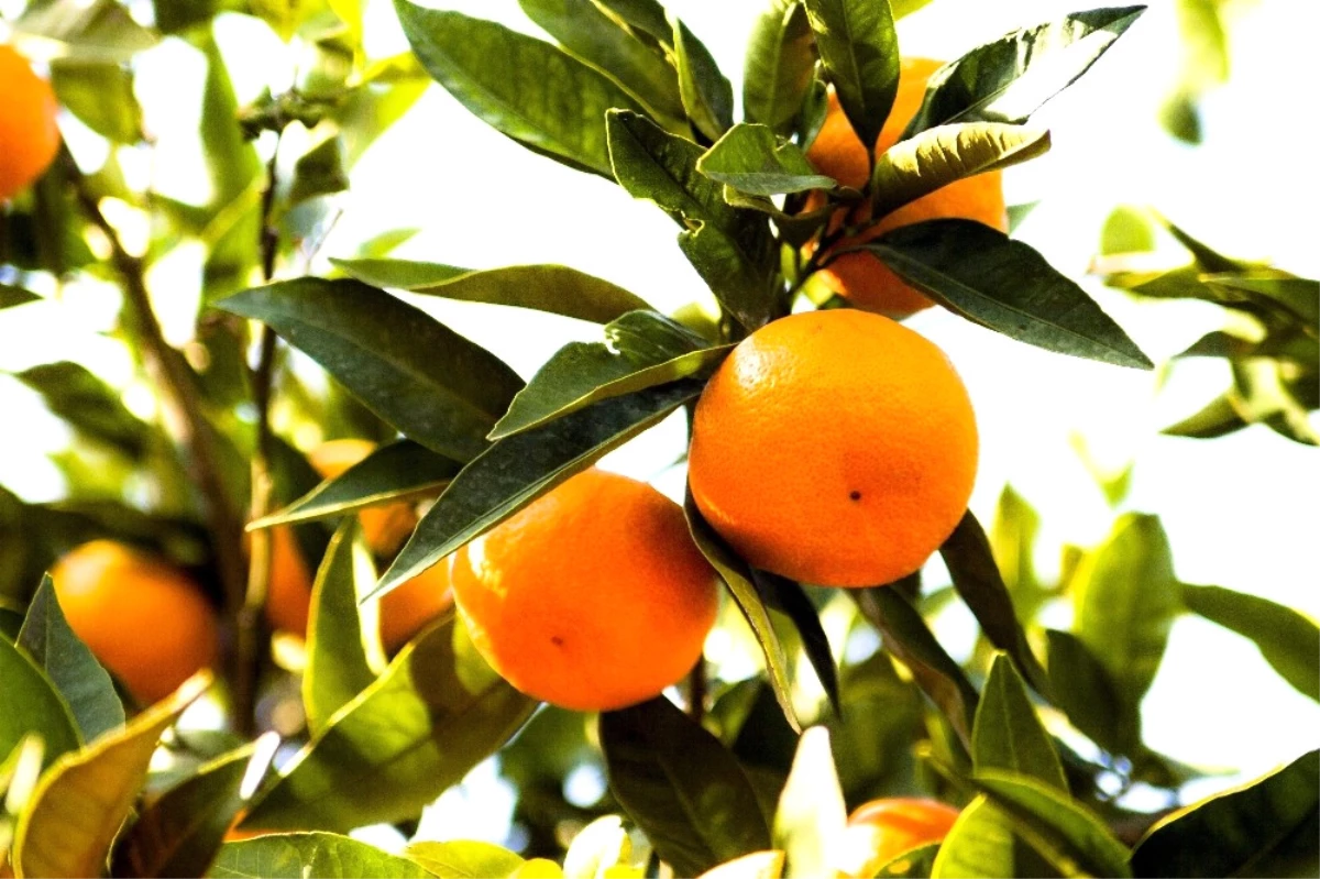 Satsuma Mandalina Bu Sezon 10 Gün Geç Olgunlaştı