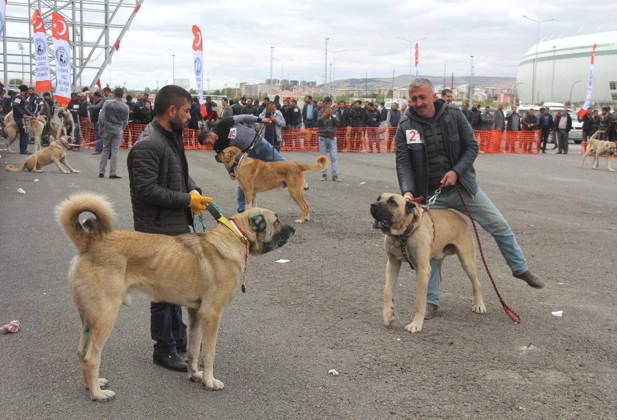 Sivas\'ta Çoban Köpekleri Güzellik Yarışması