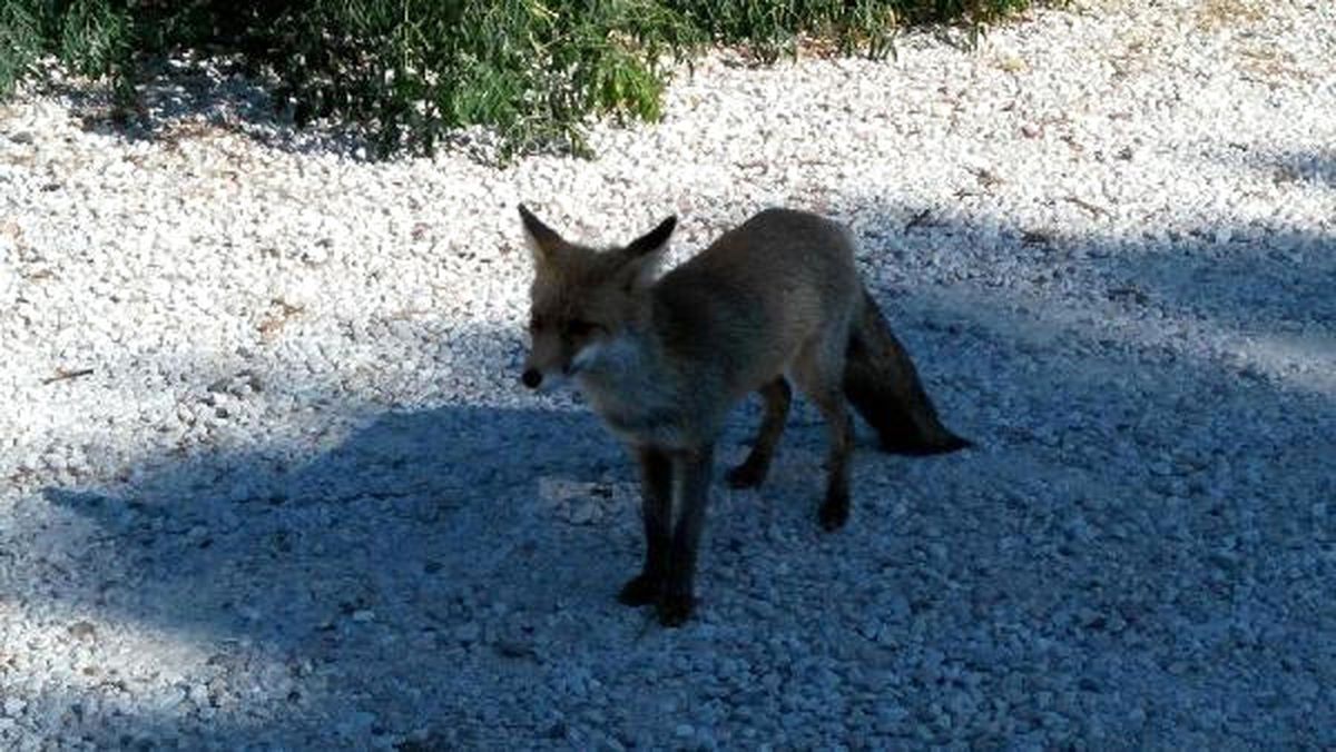 Tarihi Gelibolu Yarımadası\'daki Evcil Tilki Görenleri Şaşırttı